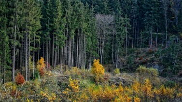 Click here for forestry applications.