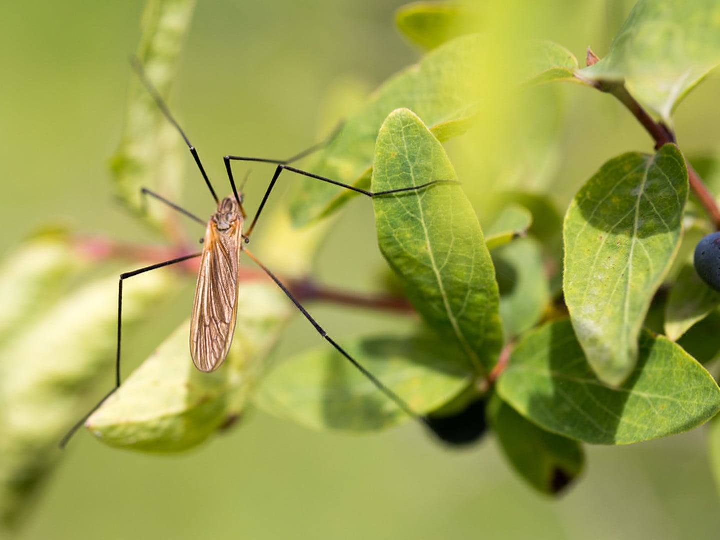 What Do You Know About Mosquitoes?